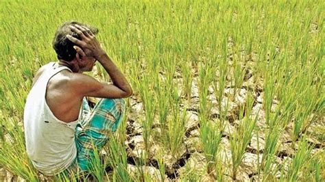 Climate Change Results Reduced Yield Of Major Crops Newsbharati
