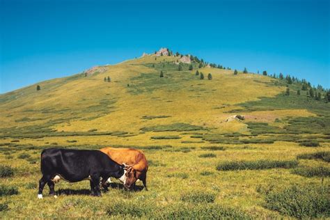 Premium Photo Cows Graze In Grassland In Valley Against Wonderful