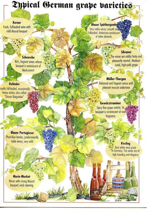 170 Best Images About Grapes On Pinterest Bilbao White Wine Grapes