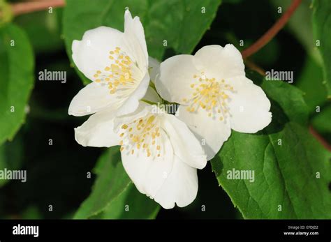 White Jasmine Flowers On The Bush Close Up Stock Photo Alamy