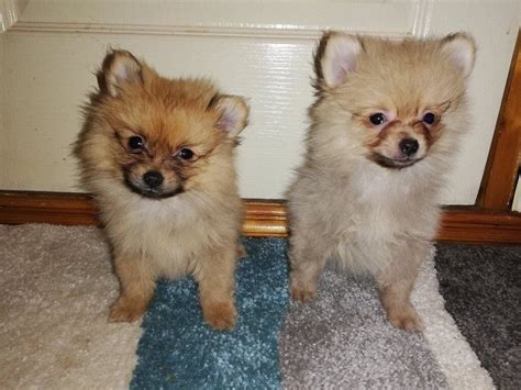Pomeranian Puppies For Sale In Coleraine County Londonderry Gumtree