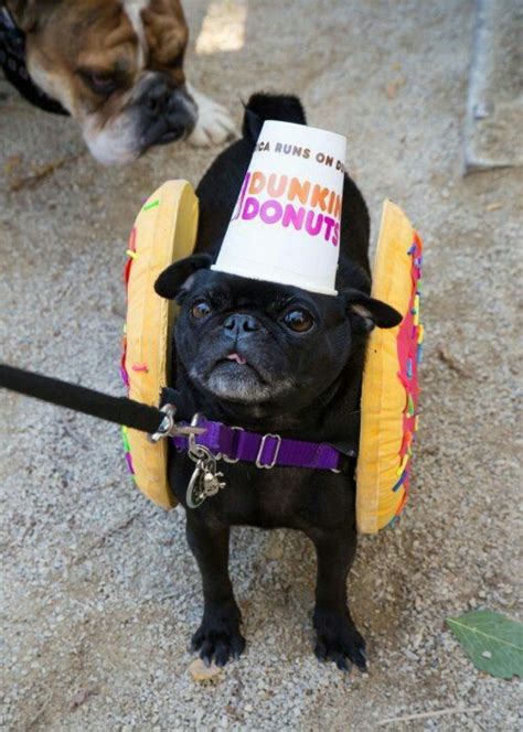 Pin By Smoking Hot On Cutest Animals Ever Dog Parade Dog Costumes