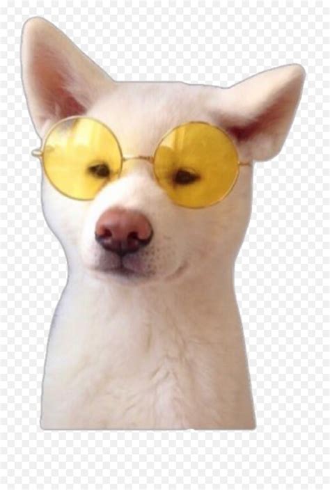 Doggo Dogs Cute Sunglasses Animal Pet Cute Animal Aesthetic Emoji