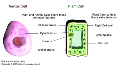 The cell of a human or plant is the smallest functional and structural unit. Renewable Resources: Ks3 Bitesize Science Renewable Resources