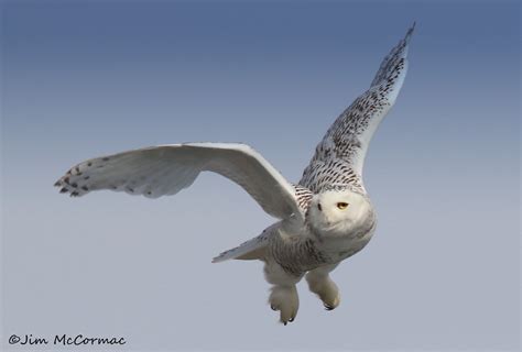Ohio Birds And Biodiversity Snowy Owls Irrupt