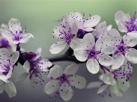 Wallpaper White Flowers Purple Pistil 5120x2880 Uhd 5k Picture Image