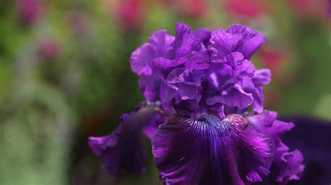 Photos Iris Flower Closeup 1920x1080