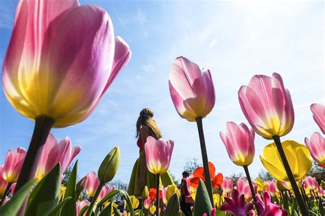 Bất cứ ai từng đến châu âu vào mùa hoa tulip sẽ cảm thấy thực sự bị choáng ngợp bởi muôn vàn sắc hoa khắp nơi. 7 triệu đóa hoa tulip cùng khoe sắc ở Hà Lan