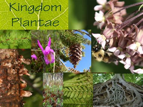 3 Facts About Plantae Kingdom Riset