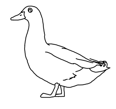 Free Duck Drawing Cliparts Download Free Duck Drawing Cliparts Png