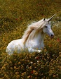 Elusive Unicorn Caught on Camera - The Free Patriot | Real unicorn ...