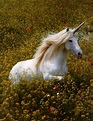 Elusive Unicorn Caught on Camera - The Free Patriot | Real unicorn ...