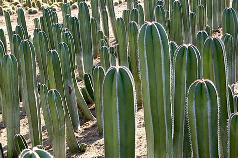 Types Of Cactus Details Photos Labelled And Varieties Debra Lee