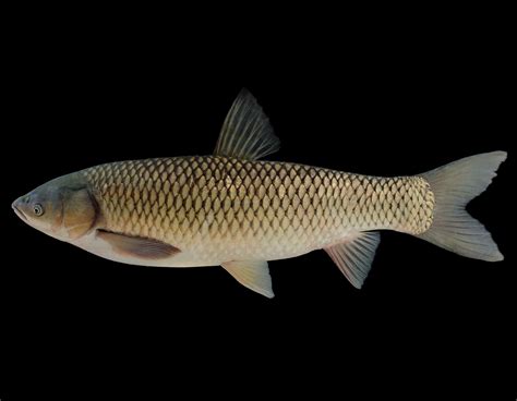 Grass Carp For Weed Control Missouri Department Of Conservation