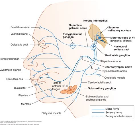 View, isolate, and learn human anatomy structures with zygote body. full mapping of facial nerve - Google Search | Facial ...