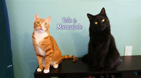 Cole Y Marmalade Sonrisas De Gato