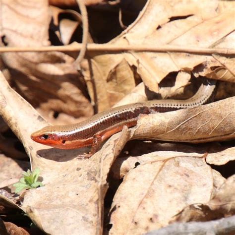 Skinks In Virginia 5 Different Species