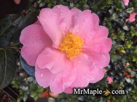 Buy Camellia Pink Icicles Pink Flowering Hardy Camellia Mr Maple