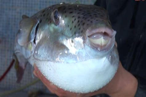 Balon balığı nedir, özellikleri,yenir mi, dişleri eti kısaca herşey. Balon Balığı ⋆ Bilgiustam