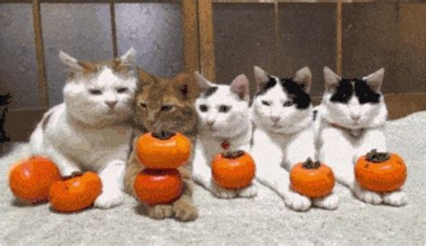 Celebrate Caturday With Pumpkin Cats And More Cats Vs Cancer
