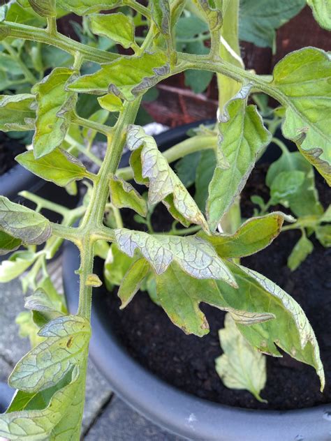 Tomato Plant Curling Leaves And Purple Veins Rgardening
