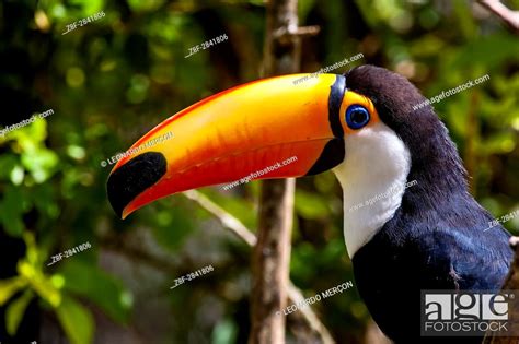 Toco Toucan Ramphastos Toco Is The Largest Toucan Living Throughout