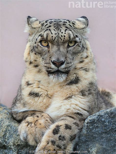 Nature Picture Library Snow Leopard Panthera Uncia Portrait With Ears