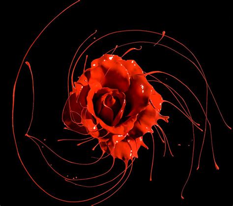 Red Rose Splash On Behance