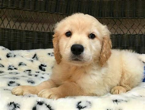 Male And Female Golden Retriever Puppies For Adoption