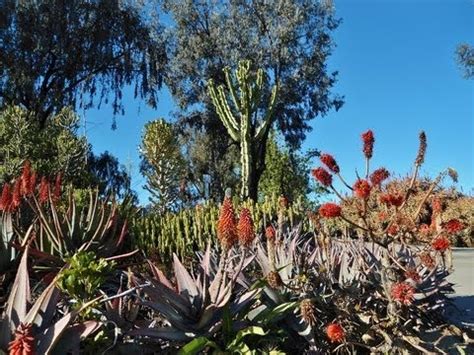 Cactus and other succulents are mixed with leafy. Balboa Park in San Diego - Cactus Garden - YouTube