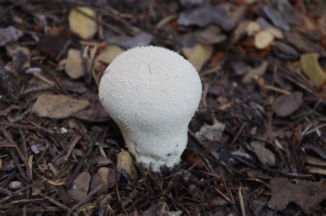 Puffball Mushroom Edible And Of Good Quality As Long As It Is Pure
