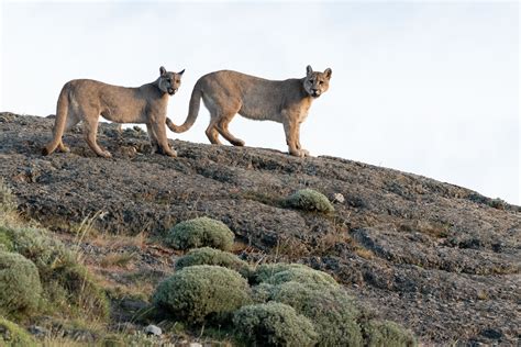 Avistando Pumas En Patagonia Far South Expeditions