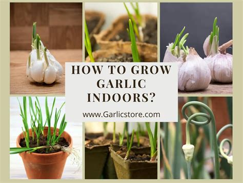 How To Grow Garlic Indoors Garlic Store