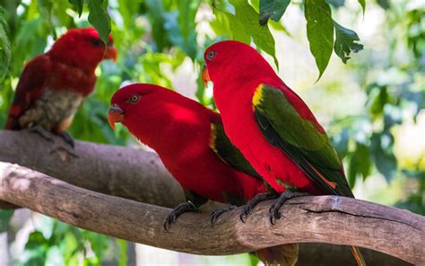 Download Wallpapers Loriinae Parrots Red Birds Red Parrots Tropical