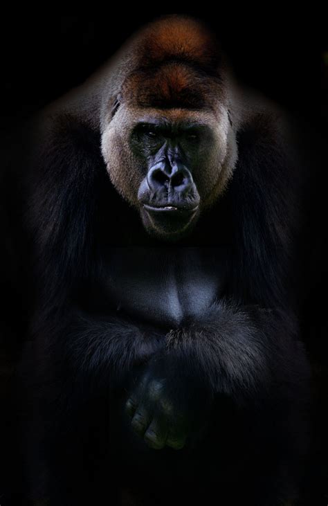 Silverback Gorilla Gorilla Wallpaper ~ Wallpaper About