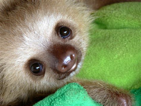 Weekly Dose Of Cute Baby Sloth Observations Of A Nerd