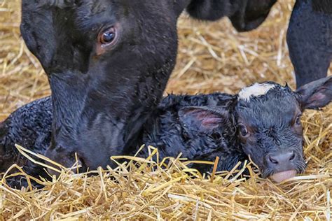 how to take care of a newborn calf countryside