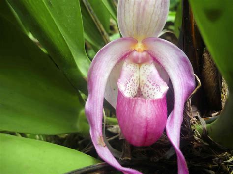 Ladys Slipper Orchids Plant Care And Growing Guide