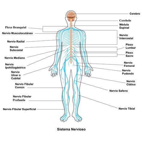 Sistema Nervioso Qué Es órganos Partes Y Funciones Significados