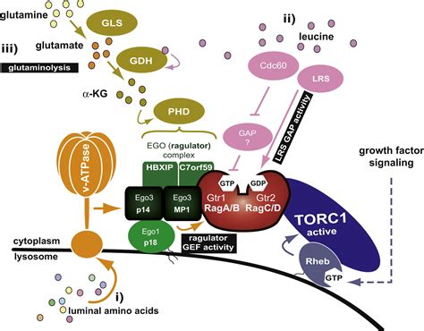 Amino Acid Signaling In High Definition Structure