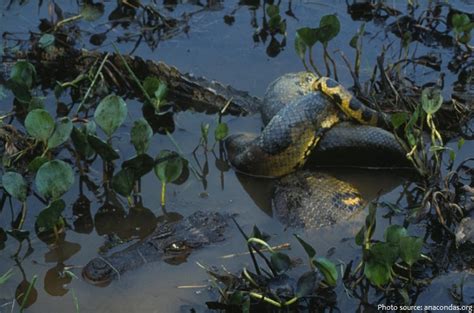 Interesting Facts About Anacondas Just Fun Facts