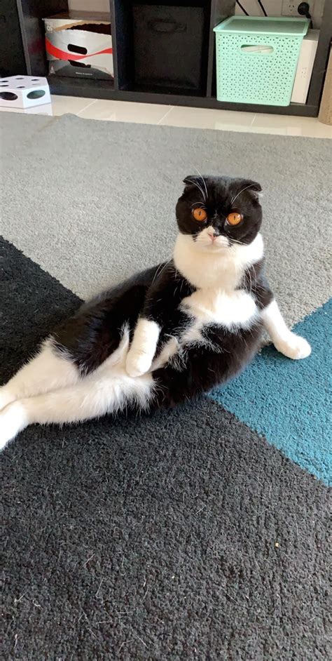 Funny Black And White Cat Laying Down Like A Human Cats Being Silly