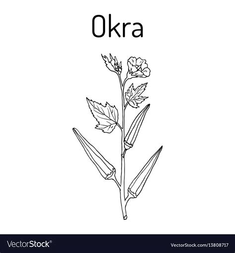 Okra Plant Drawing