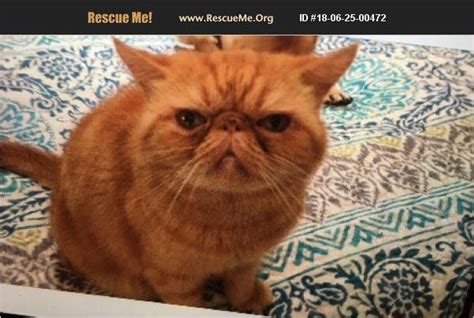 People often wonder how we get so many of these wonderful cats, especially because they are known for their sweet nature and charming personalities. Rescue Me! Persian Rescue - Home | Facebook