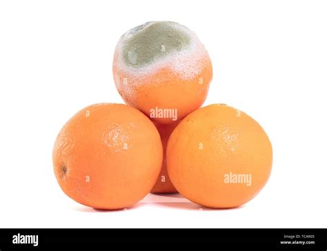 Rotten Orange Isolated On A White Background Stock Photo Alamy