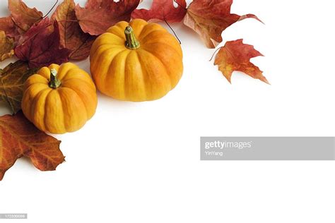Pumpkins Red Autumn Maple Leaves Frame Border On White Background High