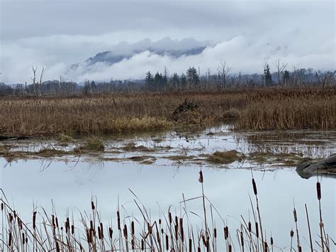 Skagit Wildlife Area — Washington Trails Association