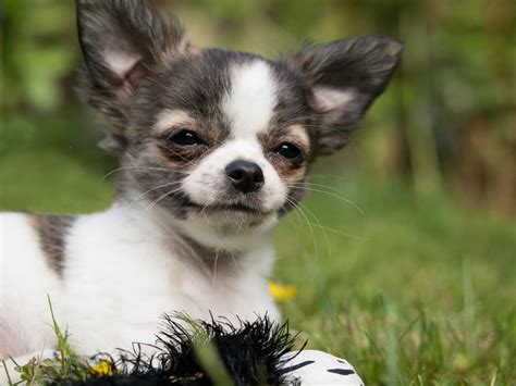 101 Female Chihuahua Names And Meanings Pup Breeds