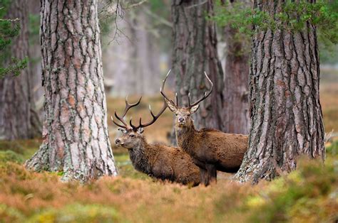 Deer Stalking In Scotland Shoots And Availability On Gunsonpegs