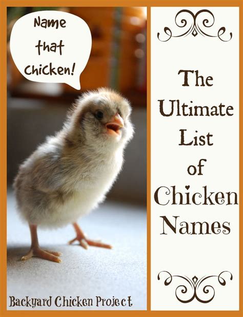 The Essential List Of Chicken Names Chicken Names Good Chicken Names Chicken Diy